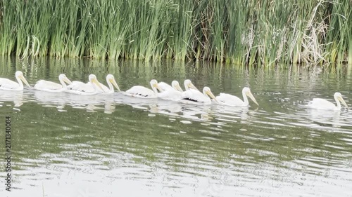 Flock of white pelicans swim along a slough