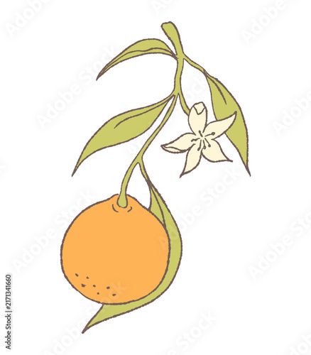 hand drawn illustration of an orange fruit with leaves and orange blossom