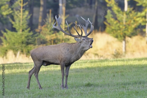 Red deer (Cervus elaphus) in rutting season, capital stag, twenty hinds, roaring in a forest clearing, wildlife, Sauerland, North Rhine-Westphalia, Germany