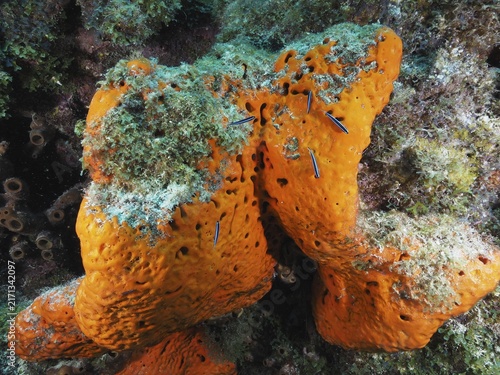Large, orange-coloured fire sponge (Tedania ignis) on the seabed, surrounded by green algae. Dive site John Pennekamp Coral Reef State Park, Key Largo, Florida Keys, Florida, USA