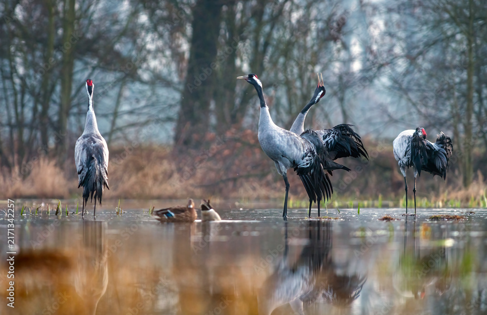 Naklejka premium Common cranes displaying during courtship in a misty wetland with mallards