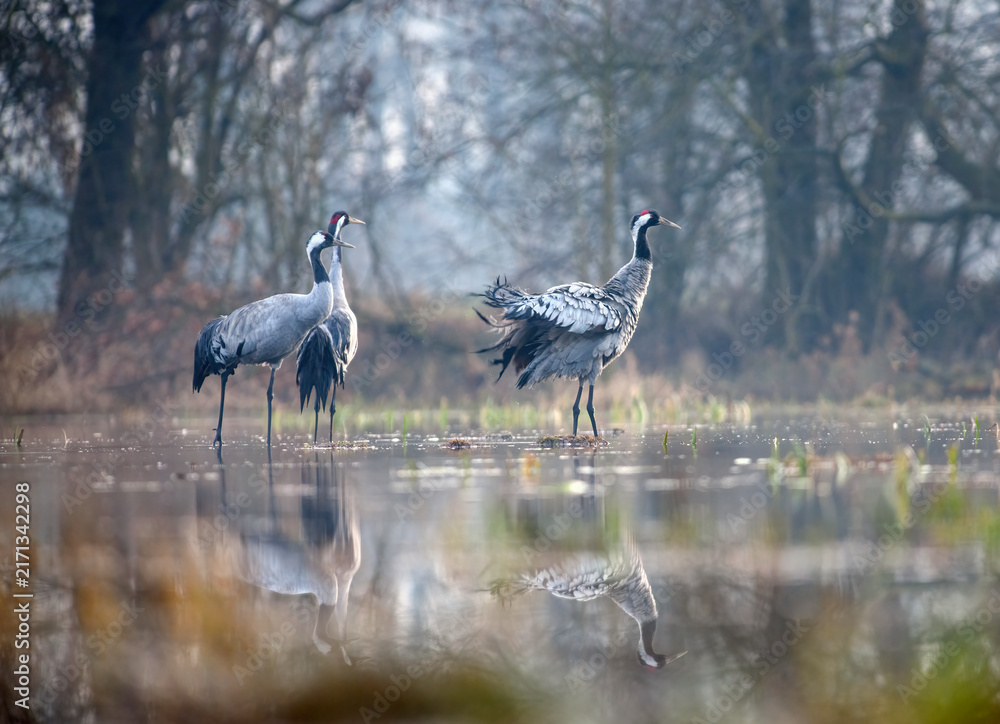 Naklejka premium Common Cranes Displaying Courtship Behavior in Misty Wetland at Dawn