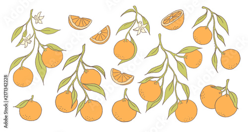 set of drawings of oranges fruits with leaves, slices and orange blossom