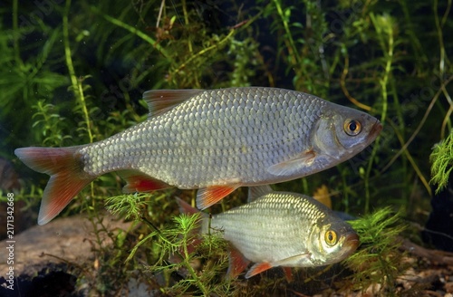 Red lead, rudd, rubella, scardinius erythrophthalmus, fake roach, fish, fishes, pisces