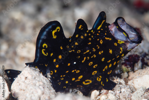 Принти на полотні Yawning frogfish