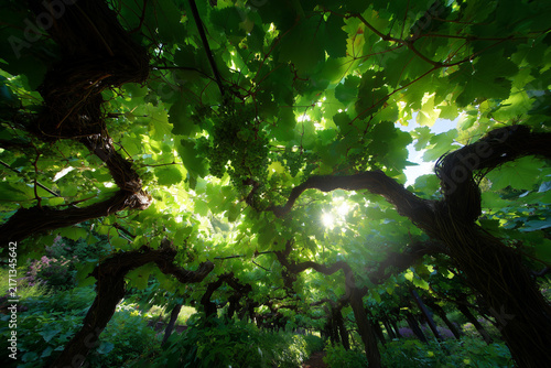 Vineyard canopy for viticulture education and rural design