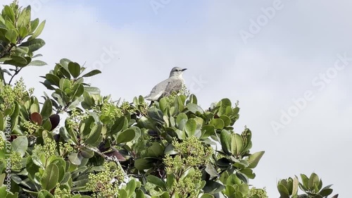Northern mockingbird grooms itself on a pyracantha bush	