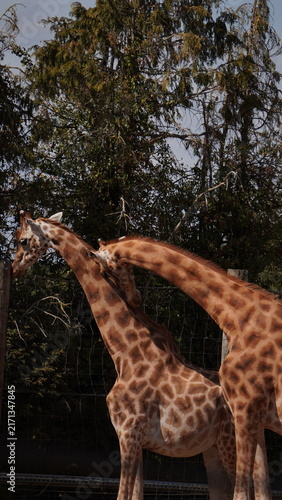 Photography giraffe in the zoo