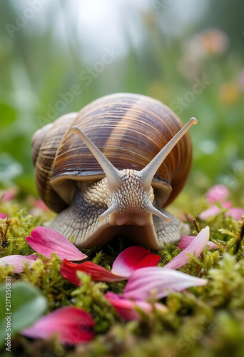 Natures slow pace and resilience, garden snail crawling on moss with colorful flower petals in natural habitat