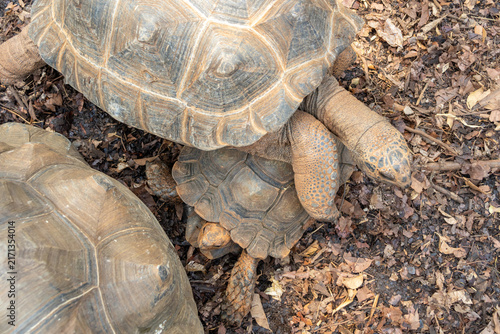 Aldabra giant tortoise, one of the worlds largest tortoise species,