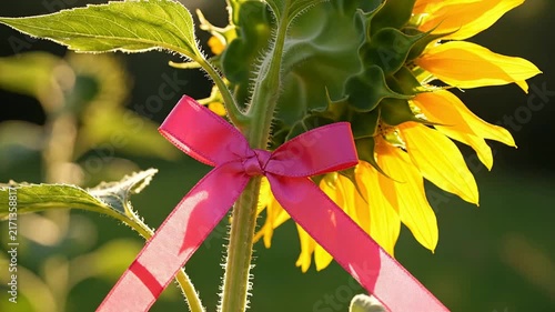 Sunflower Stem Adorned With Vibrant Pink Ribbon Gently Swaying In Sunlit Breeze, Captivating Nature's Beauty And Cheerful Atmosphere
