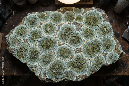 Obraz na płótnie Mossy Lichen Mosaic on Weathered Stone Texture