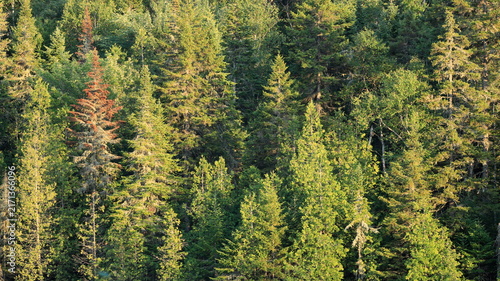 Dense green pine forest background with lush coniferous trees.