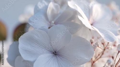 Delicate white blossoms on neutral background.