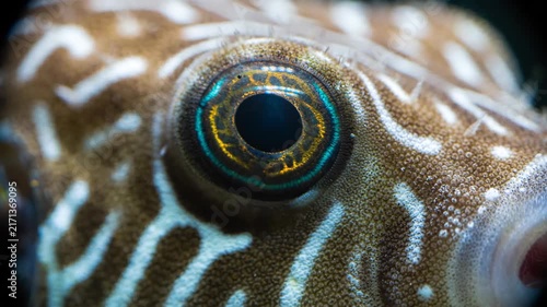 Extreme macro of dwarf pufferfish eye with iridescent golden cyan iris on textured skin