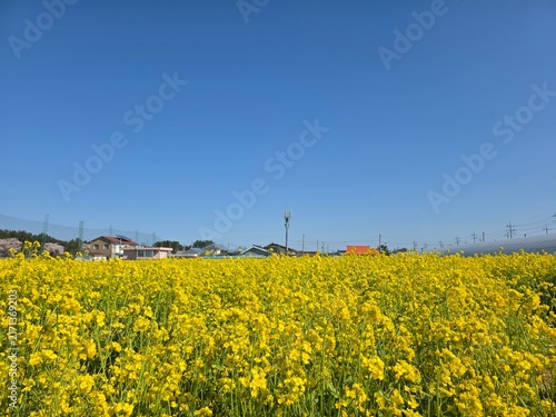 Canvas Print rape seed field