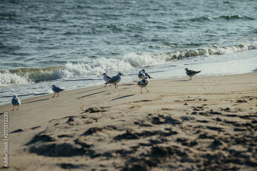 Seagulls standing on sandy beach at water edge. Sea waves with white foam rolling to shore. Coastal nature scene with wild birds on the shoreline