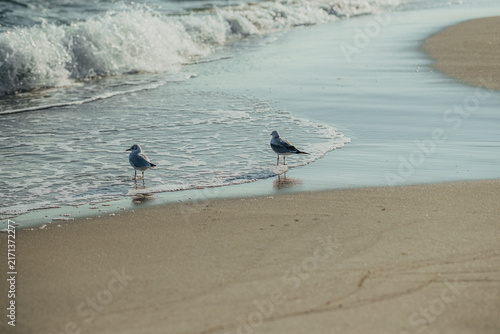 Seagulls standing on sandy beach at water edge. Sea waves with white foam rolling to shore. Coastal nature scene with wild birds on the shoreline