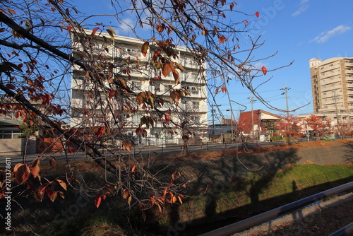 西日のあたる川沿いの紅葉と対岸の集合住宅　