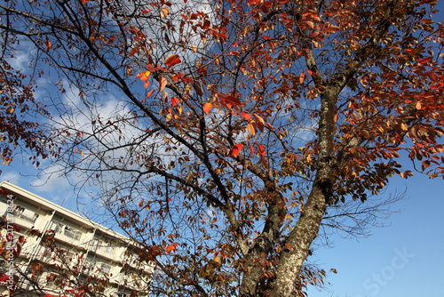桜の紅葉と集合住宅