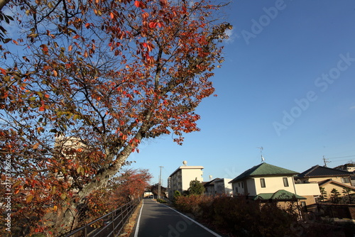 西日のあたる川沿いの紅葉