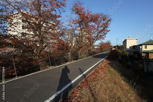西日のあたる川沿いの紅葉