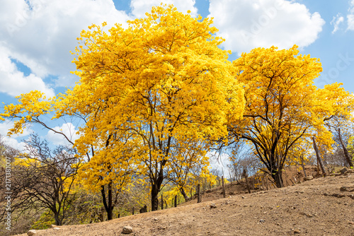 Florecimiento de los Guayacanes en Mangahurco