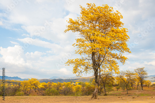 Florecimiento de los Guayacanes en Mangahurco