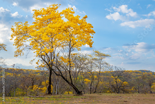 Florecimiento de los Guayacanes en Mangahurco