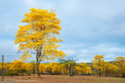 Florecimiento de los Guayacanes en Mangahurco