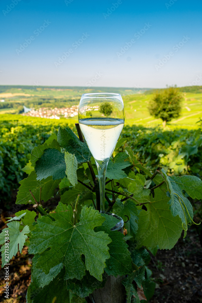 Obraz premium Glass of champagne sparkling wine on Hautvillers champagne vineyards in Marne Valley with rolling green hills, young grapevines, chalk terroir, traditional methode champenoise production.