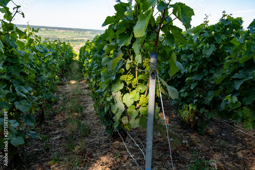 Hautvillers champagne vineyards in Marne Valley with rolling green hills, young grapevines, chalk terroir, summer landscape, traditional methode champenoise production.