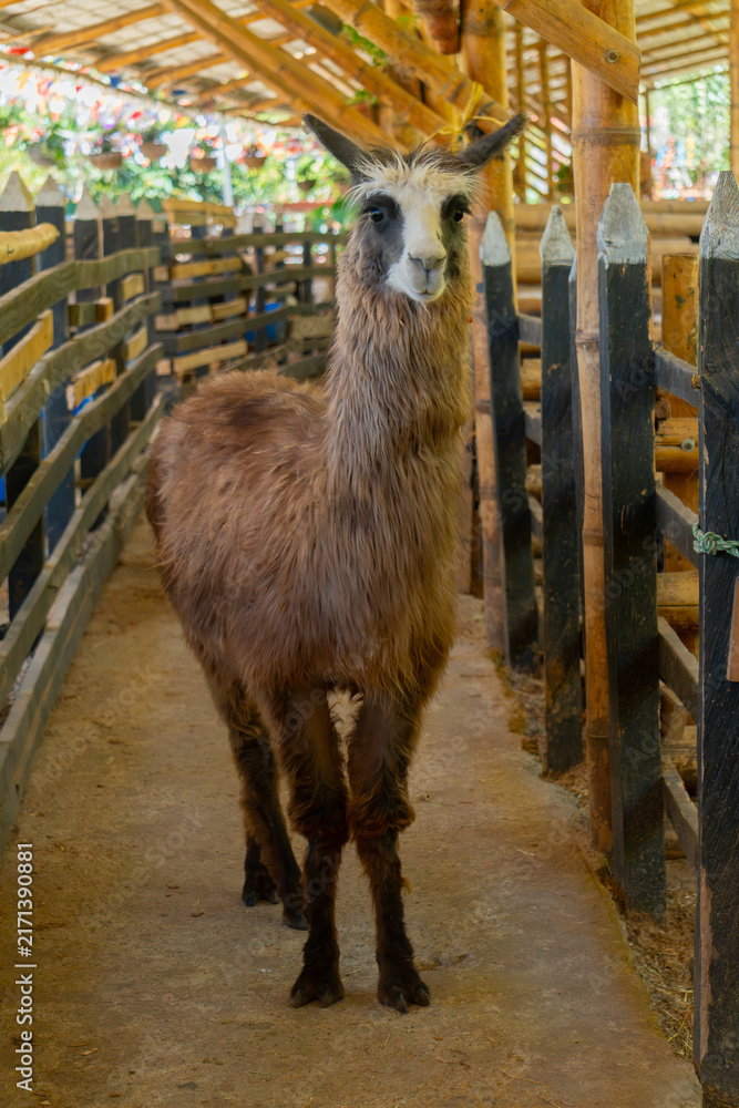 Naklejka premium Llama standing in pen at guatape farm