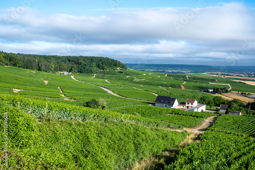 Cote des Blancs Grand Cru vineyards with chardonnay grapes in rows near Cramant on limestone soil, Champagne sparkling wine making industrial region in France