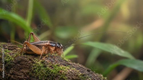 Brown cricket rests on a mossy tree limb in a lush forest, its long antennae extending across the frame in a detailed closeup of its natural habitat.