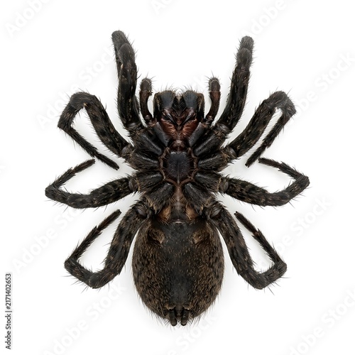Dead Wolf Spider Isolated White Background