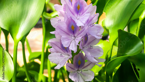 Foto Purple Water Hyacinth Bloom Surrounded By Lush Green Leaves In Botanical Garden