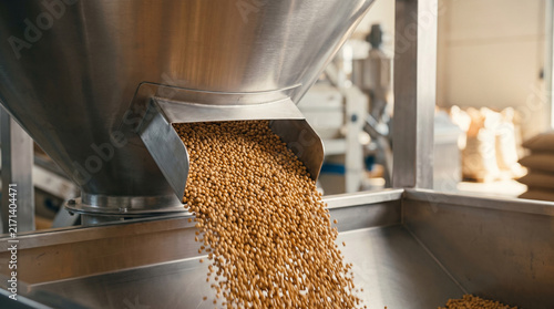 Golden wheat grains flowing from industrial processing machine.