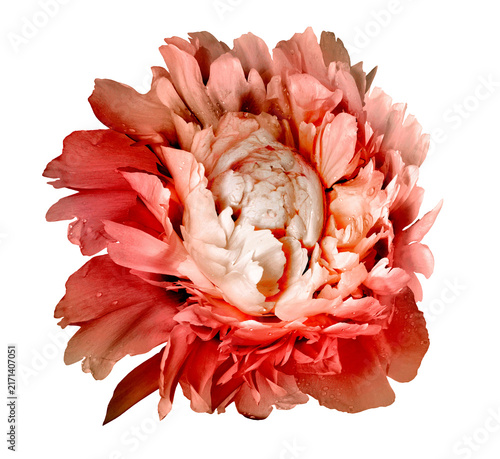 Peony flower  on   isolated background with clipping path. Closeup. For design. Nature.