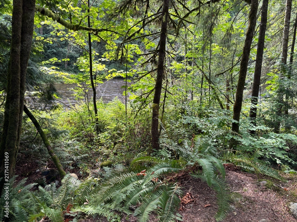 Obraz premium Lush Temperate Forest Understory with Green Ferns, Tree Trunks and Shaded Woodland Floor in Summer