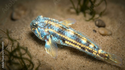 Elevated view of glowing aquatic animal showing detailed scales in cool blue and warm yellow tones against soft beige backdrop fish scales colorful swimming aquatic water animal nature wildlife blue