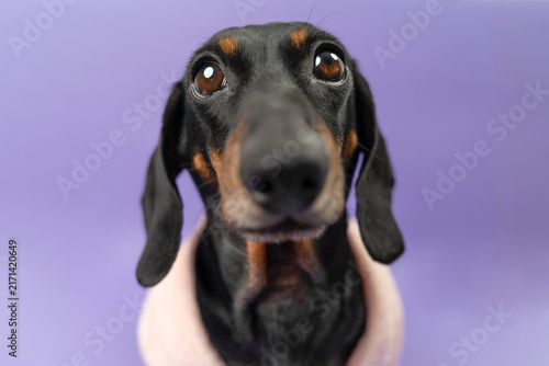 Cuadro en lienzo A black and tan dachshund dog wrapped in a pink bathrobe gazes upward with pleading eyes against a purple background, a concept of pampered pet spa treatment