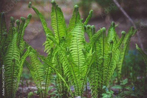 Green ostrich fern matteuccia struthiopteris fronds unfurling on forest ground in wild spring nature with copy space area.