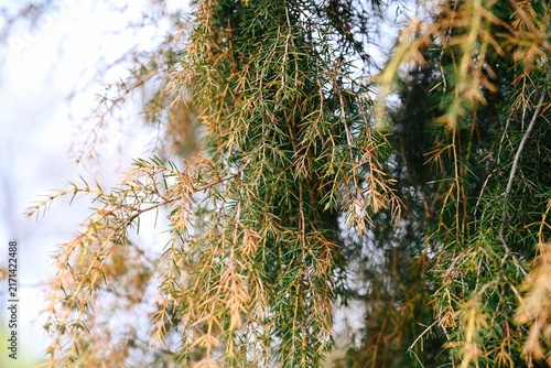 Photography Close-up of green and yellow weeping needles of Juniperus rigida tree