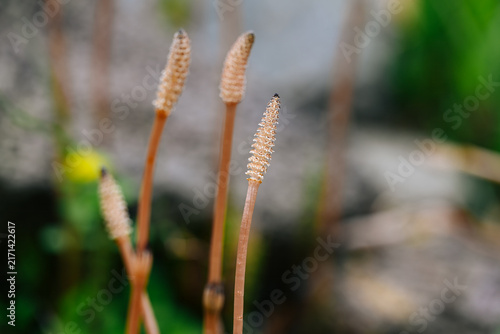 Quadro su tela Macro of Equisetum arvense fertile sprouts with copy space on a blurred backgrou