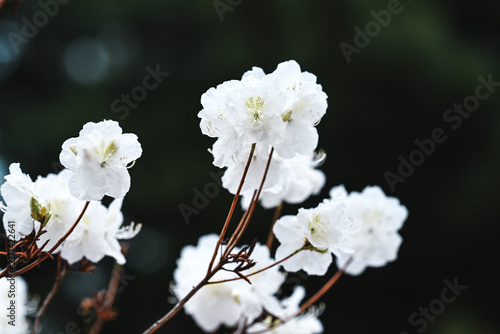 Canvastavla White rhododendron dauricum flowers close up on branches on a dark background in