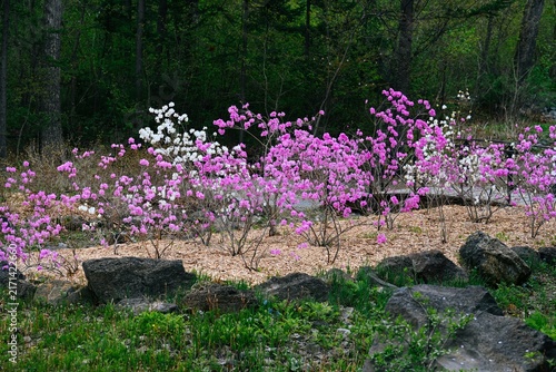 Canvastavla Pink and white rhododendron dauricum blooming shrubs with copy space in a spring