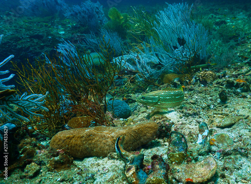 Underwater photo of a tropical fish at a coral reef. From a scuba dive in Thailand. Andaman Sea. Indian Ocean.