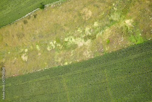Natural green field texture and wild meadow terrain uneven earth pattern abstract background aerial view drone shot