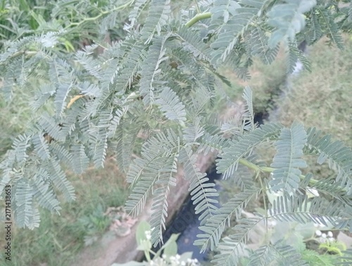 Cuadro en lienzo Green acacia leaves close up photo